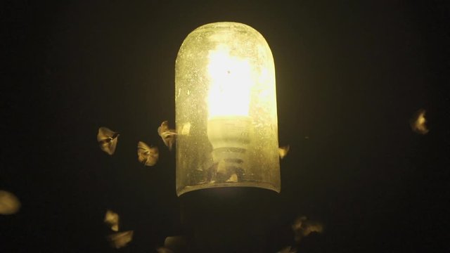 Moths Flying Around Lightbulb, Closeup, Slow Motion, 120fps