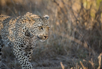 A leopard, Panthera pardus, walking through tall grass.