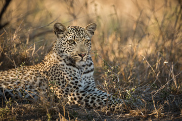 Fototapeta na wymiar A leopard, Panthera pardus, laying in the grass.