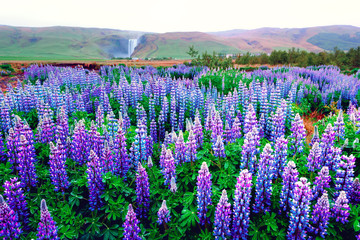 Incredible landscape with lupine flowers field and famous Skogafoss waterfall on background. Iceland, Europe