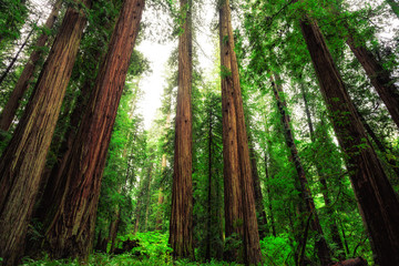 Obraz premium Views in the Redwood Forest, Redwoods National & State Parks California