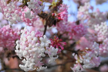 Beautiful Dawn Viburnum branch with delicate flowers close up on blue sky background.