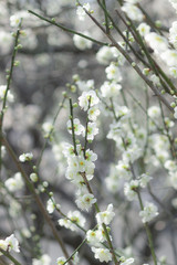 見ごろの緑萼梅