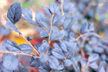 Tunberg barberry bush branches with dark blue or purple dense leaves with dew drops at early morning in the park. Berberis Thunbergii plant after rain close-up. Natural background, copy space.