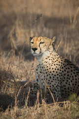 A cheetah, Acinonyx jubatus, resting in tall grass.