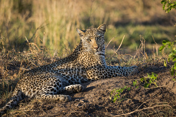 A leopard, Panthera pardus, resting on a muddy riverbank.