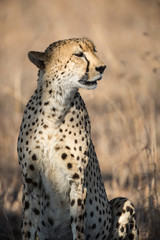 A cheetah, Acinonyx jubatus, standing in tall grass.