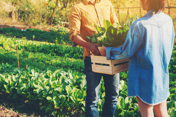 farmer couple holding a crate of bio vegetables in the farm. Happy man and woman showing box of...