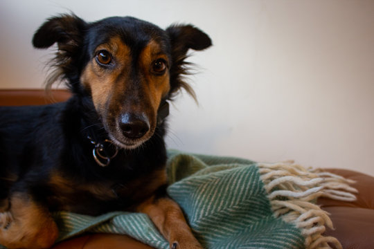 Dachshund Dog With Face Down Listening While Sitting On A Brown Sofa And Baby Green Blanket. Black Brown Sausage Dog Looking To The Camera Hearing Noise And Pulling His Hear Up. CU Cute Brown Dog