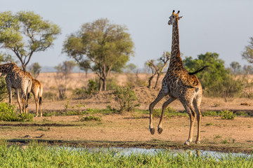 A giraffe, Giraffa camelopardalis, bucks and turns away from a water hole.