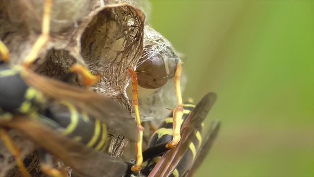 Heide-Feldwespe, Larve verschlie&szlig;t ihre Zelle