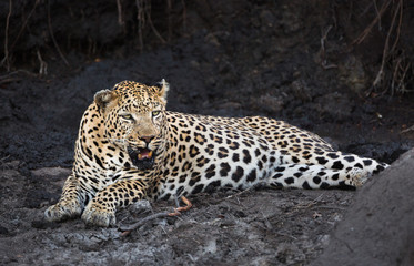 A large and scarred male leopard, Panthera pardus, resting in a muddy riverbed.
