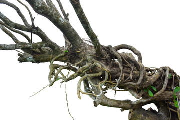 Spiral twisted jungle tree branch, vine liana plant isolated on white background, clipping path included
