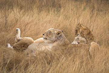 Several female lions and a cub, Panthera leo, waking up in the grass.