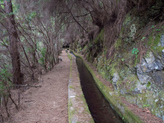 Path along levada, water duct at mysterious Laurel forest Laurisilva, lush subtropical rainforest at hiking trail Los Tilos, La Palma, Canary Islands, Spain
