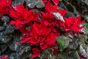 Christmas flower contaminated with plague. Good night sick. Plant with pest