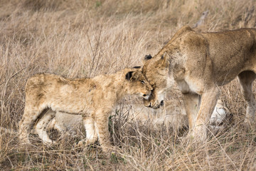 A female lion, Panthera leo, nuzzling her cub.