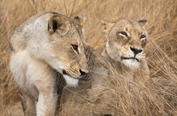 A pair of female lions, Panthera leo, resting in the grass.
