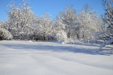 Beautiful winter landscape.Trees covered with hoarfrost and snow