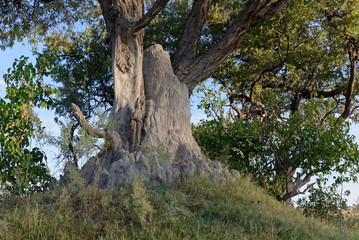 Fototapeta na wymiar A giant termite mound at the base of a tree in Botswana, Africa