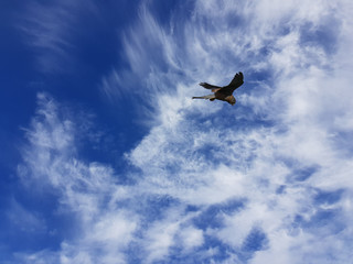 Falco