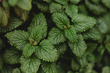 The concept of medicinal plants. Close - up of a bush of peppermint on a contrasting background. Organic natural concept. Herbs and spices. Green fragrant leaves close-up. Growing organic products. 