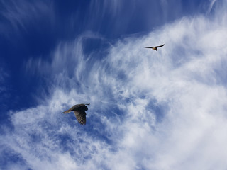 Falco