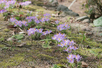 パープルのクロッカス