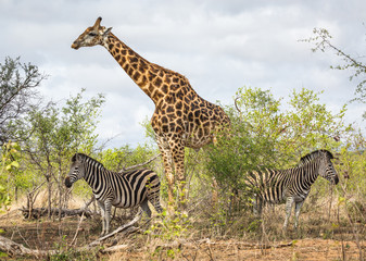 Obraz premium A giraffe, Giraffa camelopardalis, towers over two plains zebras, Equus quagga.