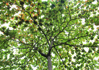 big tree with green leaves