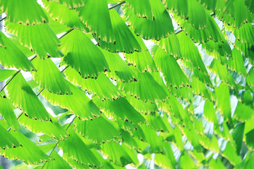creative green leaves pattern background