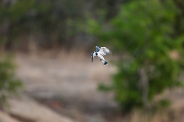 A pied kingfisher, Ceryle rudis, hovering and hunting for fish.