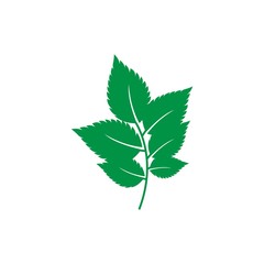 Fototapeta premium mint leaf logo