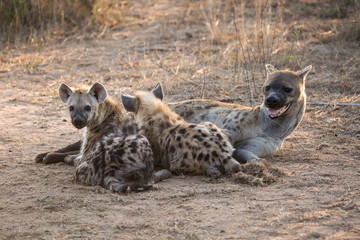 A mother hyena, Crocuta crocuta, with two nursing pups.