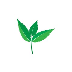 mint leaf logo