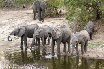 A small herd of African elephants, Loxodonta africana, getting a drink at a pond.
