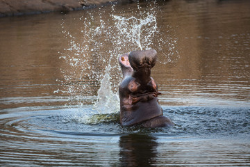 A hippopotamus, Hippopotamus amphibius, splashes water with its mouth.