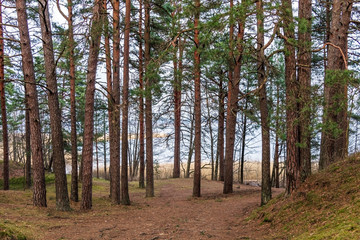 Pine trees on the sand dunes, coast of the lake in winter. Nature park in Europe