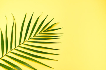 Fototapeta premium Tropical palm leaves on yellow background. Summer concept. Flat lay, top view, copy space