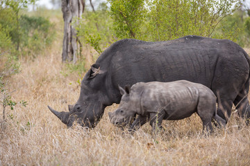 Fototapeta premium A female white rhinocerous, Ceratotherium simum, with its baby walking through the grass.