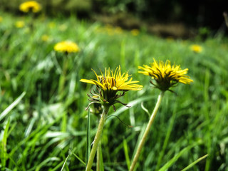 dandelion in the grass
