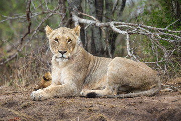 A female lion, Panthera leo, awakening next to her cub.