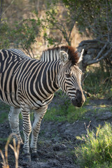Fototapeta na wymiar A zebra, Equus quagga, standing by a muddy water hole.