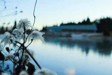 Primo piano dei fiori a riva del laghetto ghiacciato a Roana sull'altopiano di asiago, paesaggi e natura in inverno - obrazy, fototapety, plakaty