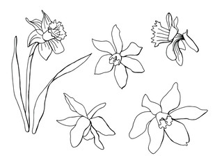 Black and white graphic drawing of daffodils. Hand drawn sketch. White isolate. Stock illustration. Linear slider.