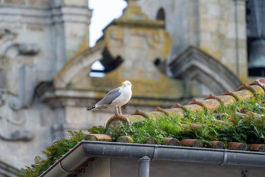 Cute pigeon perched on clay rooftop shingles in Porto, Portugal with the famous Cathedral blurred in background