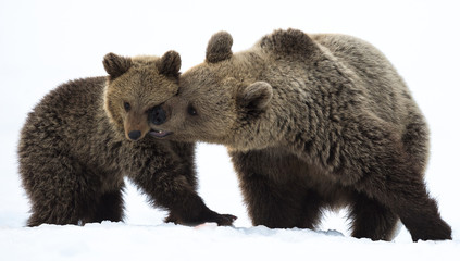 She-Bear and bear cub in the winter forest on the snow. Natural habitat. Scientific name: Ursus Arctos Arctos. © Uryadnikov Sergey