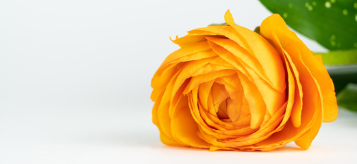 Beautiful orange rose flower with white background and copy space, banner