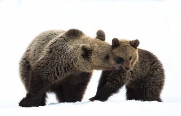 Fototapeta premium She-Bear and bear cub in the winter forest on the snow. Natural habitat. Scientific name: Ursus Arctos Arctos.