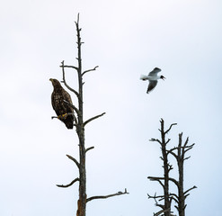 Silhouette of eagle on the tree. Juvenile White-tailed eagles on the tree. Scientific name: Haliaeetus albicilla, Ern, erne, gray eagle, Eurasian sea eagle and white-tailed sea-eagle.